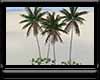 {EA} Beach Palm Trees