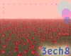 Red Roses field