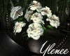 :YL:LuaNa White Roses