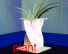 krooked plant