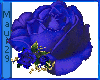 M Royal Blue Rose Lrg