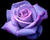 ^LT^Falling Purple Roses