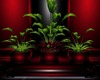 Red Trio plant