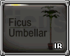 [IR] Ficus Umbellar