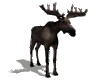 Moose animated