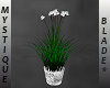 *MB White Flowered Plant