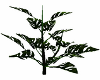 dark green trop plant