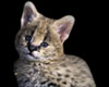 serval_kitten
