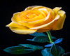 Yellow Rose Avi Box