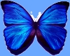 {ps} Blue Butterfly