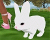 🐇Rabbit F Pet  Easter