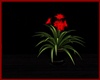`A` Red plant