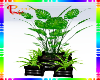 big plants