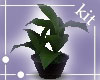 [kit]House Plant 2