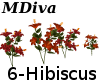 (MDiva)Hibiscus Plants