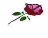 rose w/pink butterfly