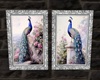 Peacock Bird Painting