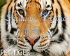 [AMP] ✿PET TIGER 01✿
