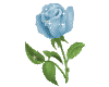 [Zyl] Rose Blue