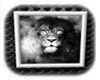 Silver Framed B&W Lion 2