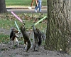 Jedi Squirrel