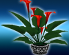 Red Lily Plant