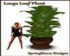 Large Leaf Plant low kbs