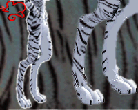 Paws- White Tiger