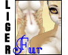 Liger-FemaleFur