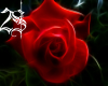 ~2S~ love red rose