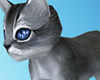 }T{Blue eyed Kitten