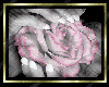 QT~Preciuos Rose Frame