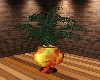 Potted Palm FireryOrange
