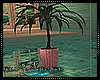 Bahama Plant