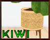 Fiddle leaf plant