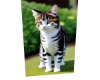 Cat 5