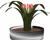 Steel Potted Clivia 3