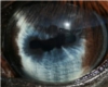 blue eyed palomino 