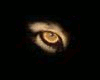 Animated Cougars Eye