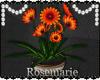 [RM]POTTED  DAISIES