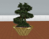 [JS] Topiary in Gold Pot