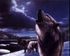 Wolf Pic awh002