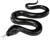 Black Snake- 1
