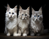 Wall Picture-Cute Cats