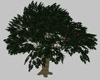 New Large Tree