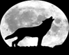 Wolf Howling At Moon