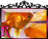 *R* Goldfish Enhancer
