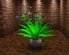 Plant Potted