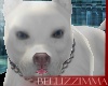 [B] Ice Pitbull Pet