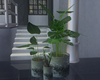 :3 Plants Set